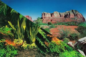 Poster Forêt tropicale/Red Canyon
